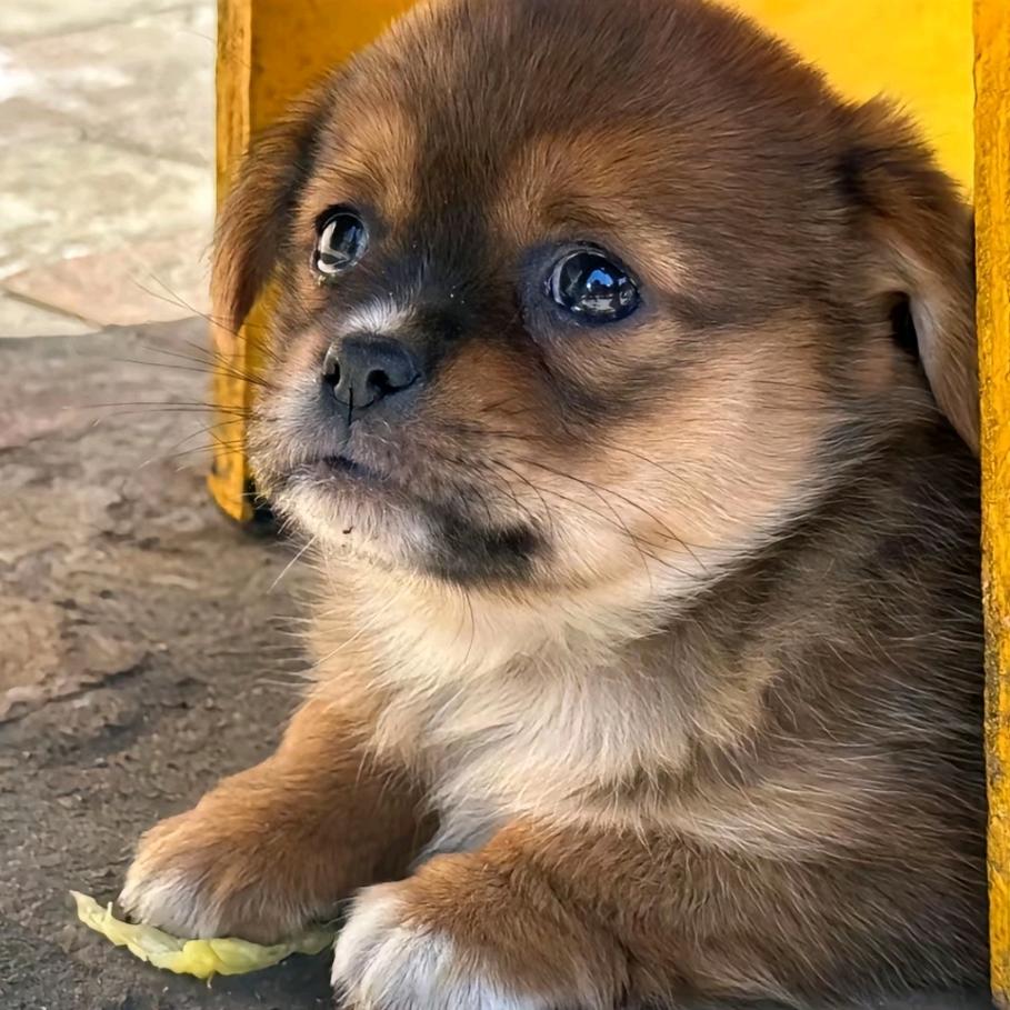 自由幻想甜小橙丶