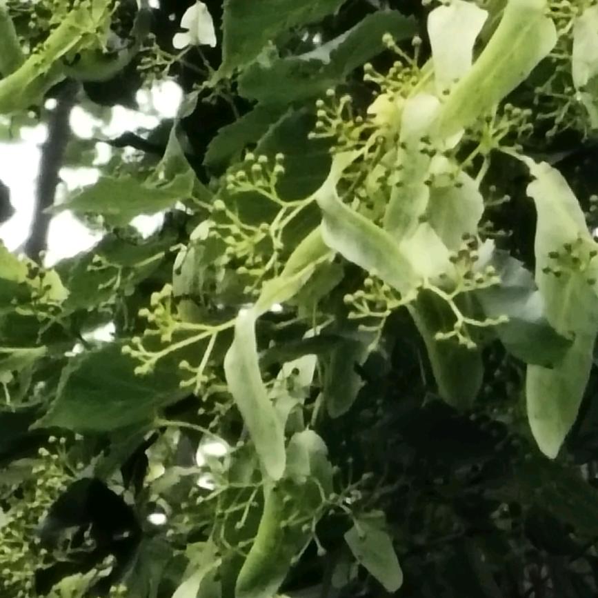 美美