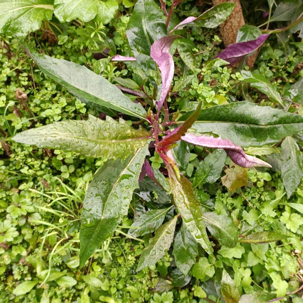 渝B黄大爷