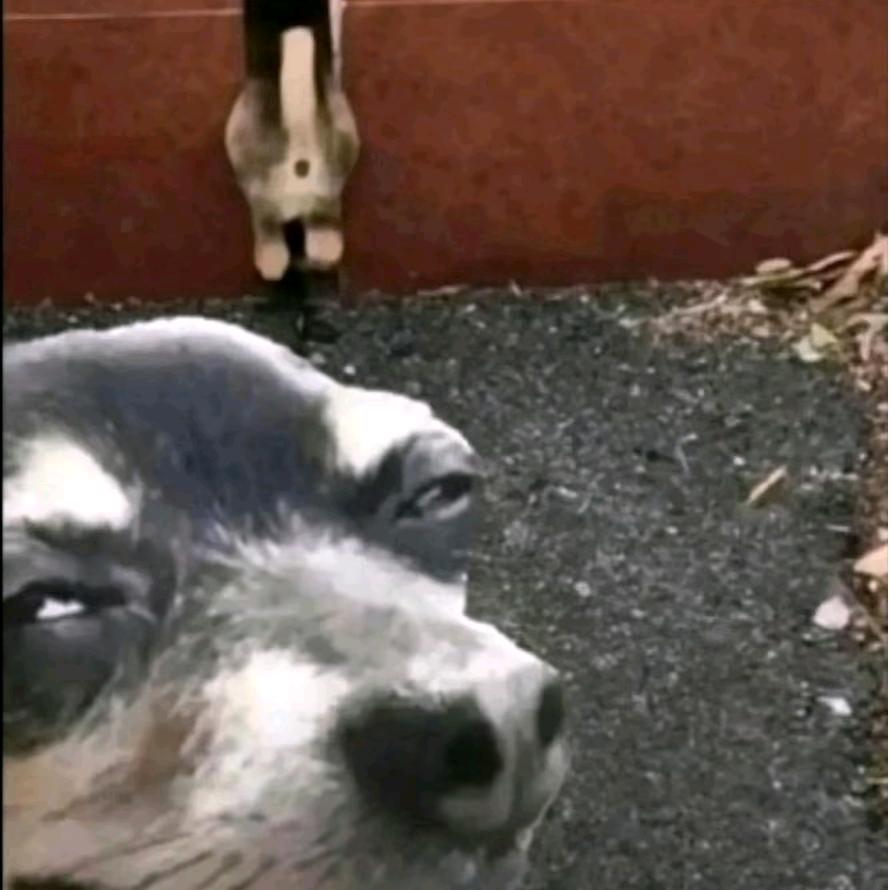 十六