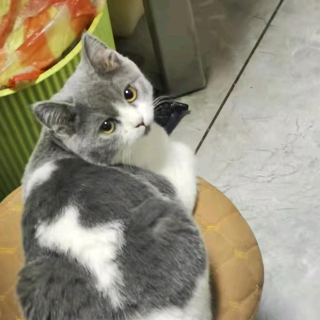 食尽鸟投林