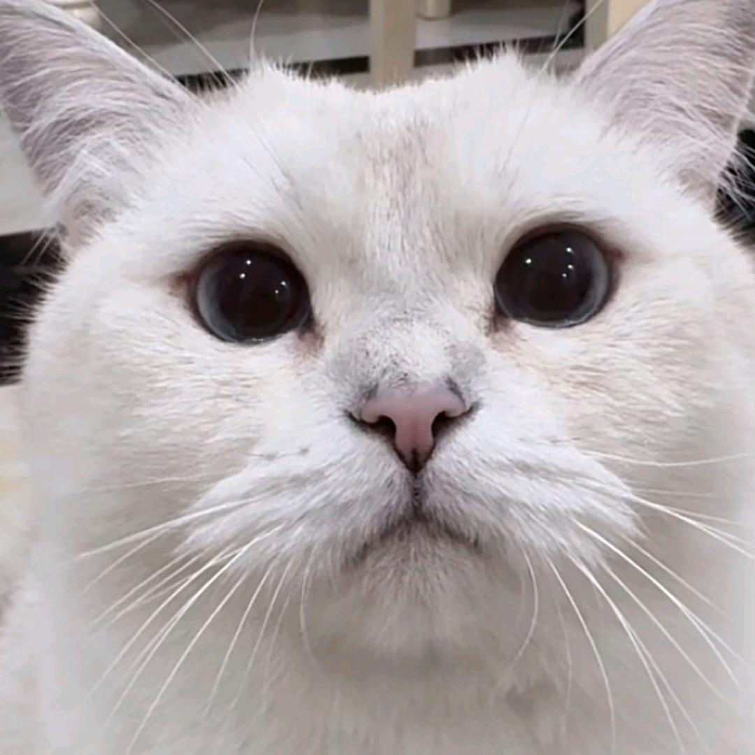 爱吃螺蛳粉的烤鸡翅