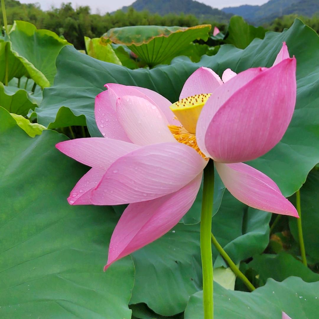 我是一个单眼皮