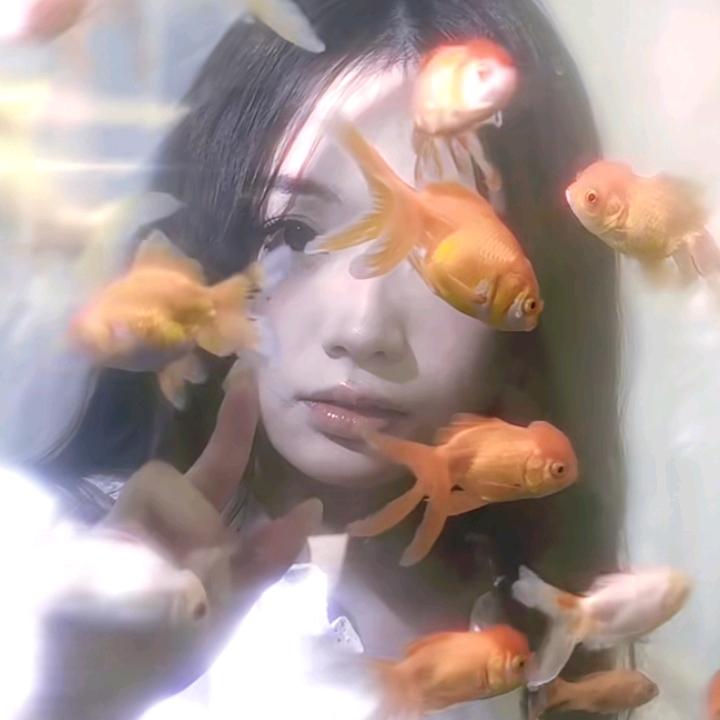 AAA水族馆金鱼批发黄总