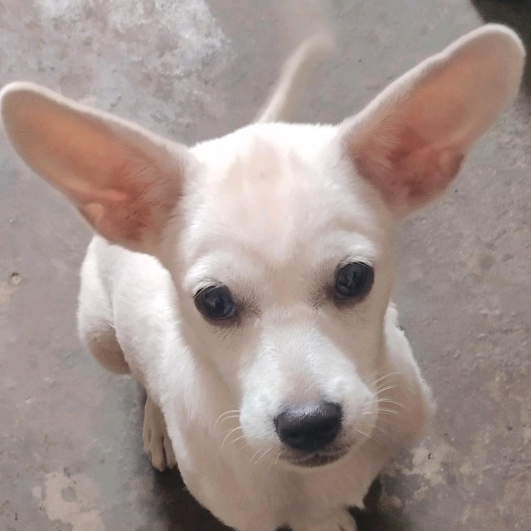 我家有只白拉狗