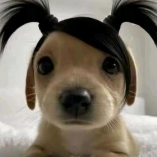 狗蛋儿