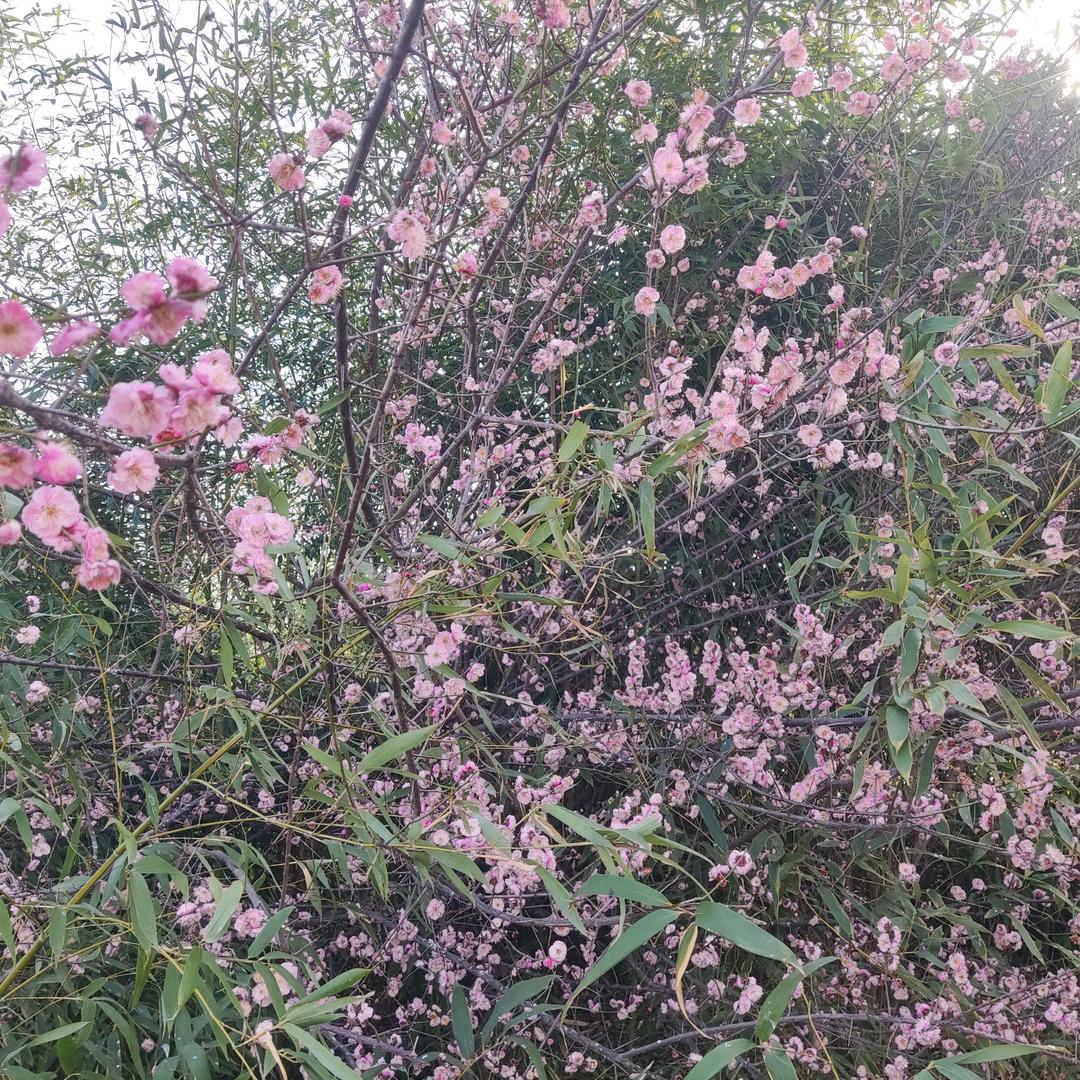 春风自有怜花意