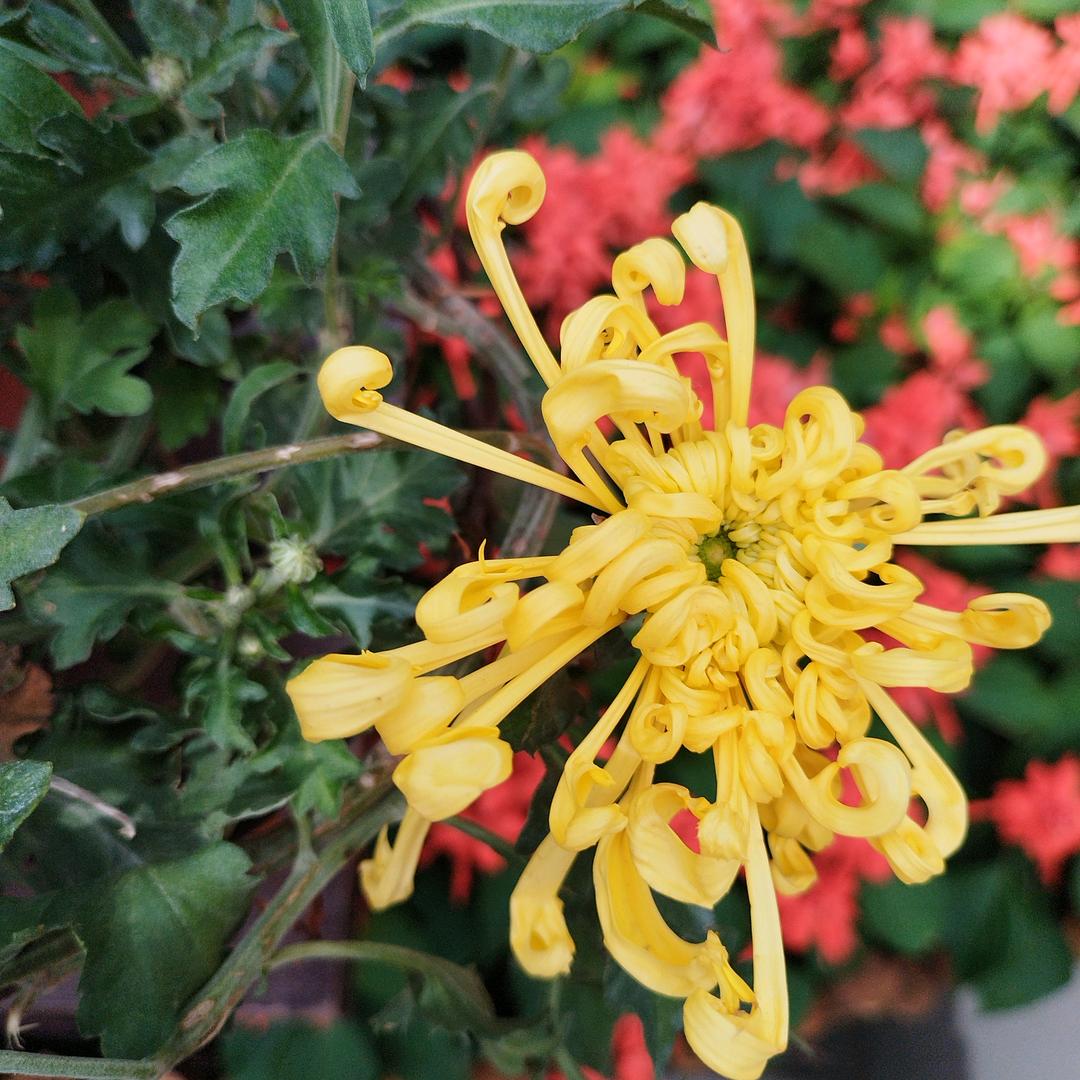 🔥关注我，每天更新热门短.剧。好看的短