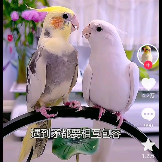 心宽好运