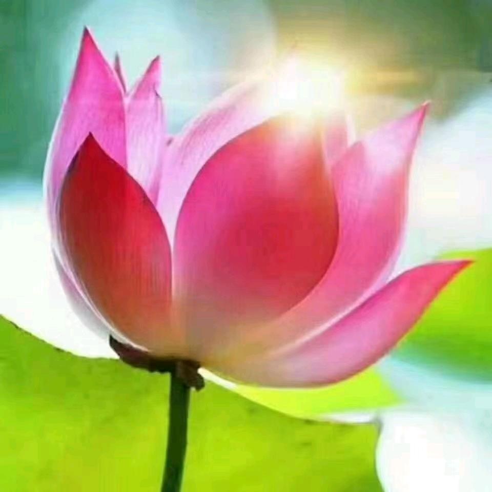 杨柳