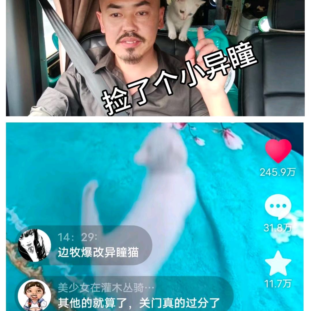 大叔捡了个猫