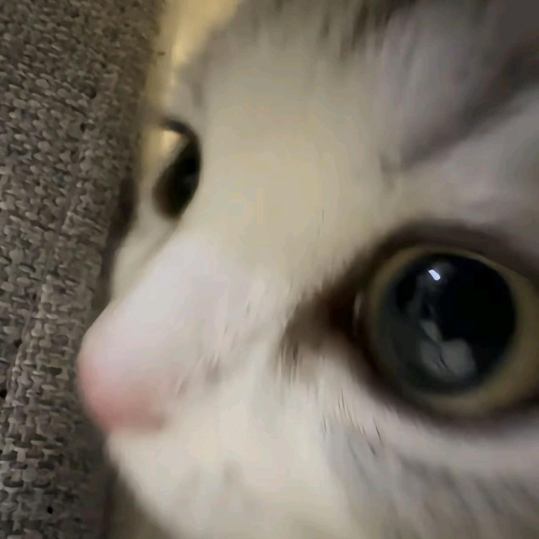 飞飞＞w＜