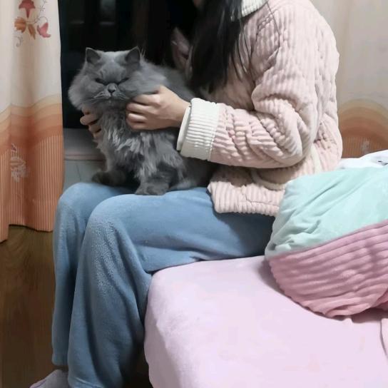 猫愿-L