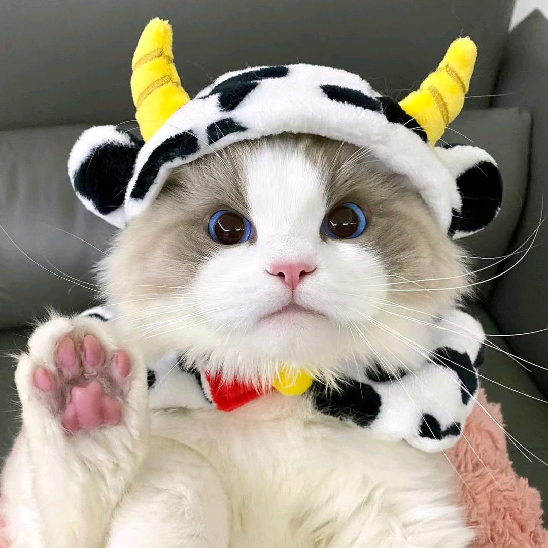 猫小小