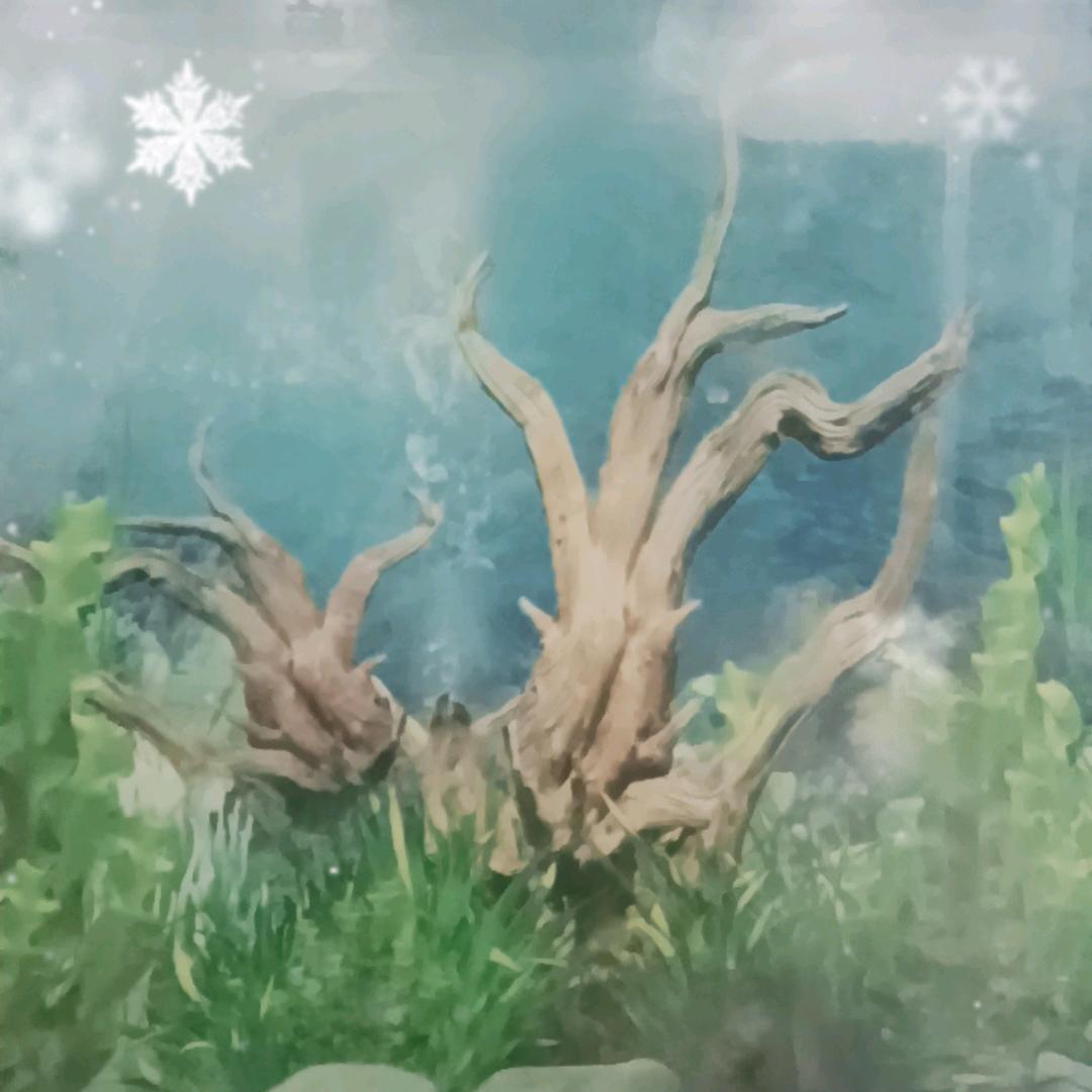 七秒记忆（乌苏版）