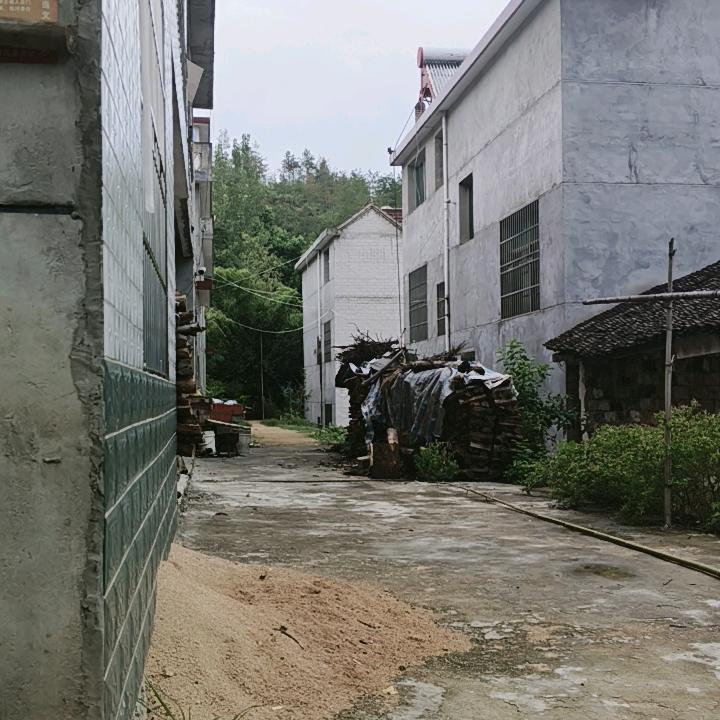 雾间独行