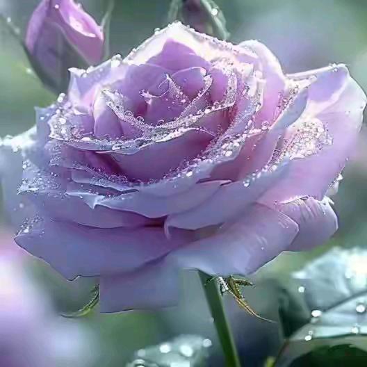 暖男（等爱的玫瑰@）