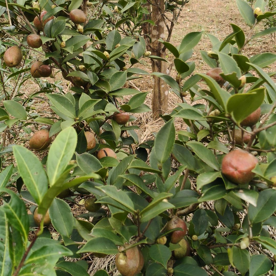 行善积德，吃亏是福