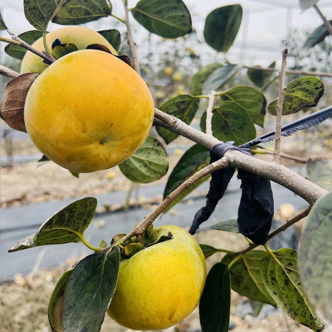 阿菊的乡村日记