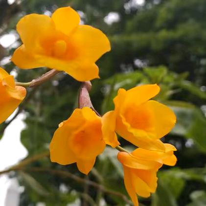 彭州致和镇花土村李师专业换彩钢瓦和夹芯瓦