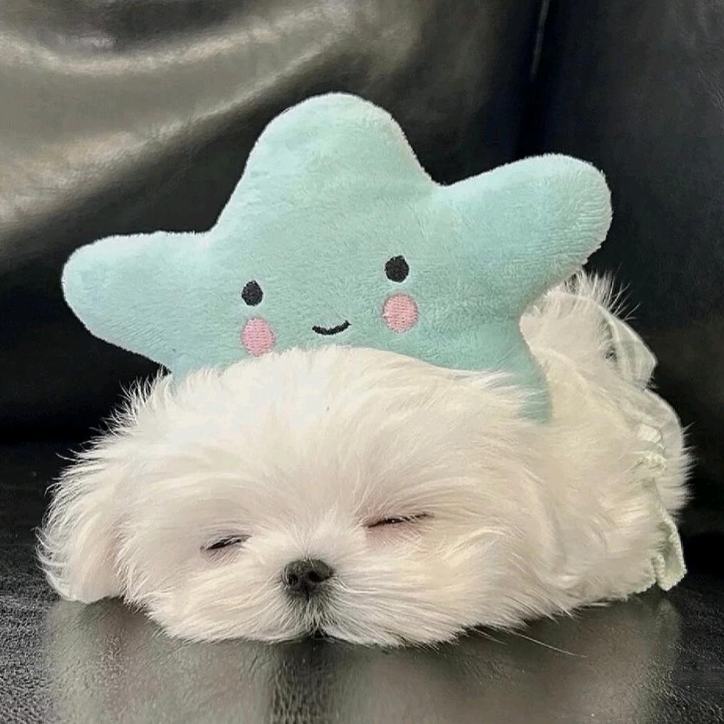 ✌︎∙小小小小小何ᰔᩚ✨