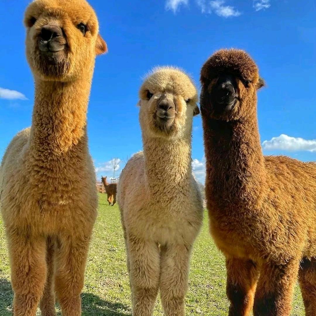 ARCFOX极狐眉山四川天威-小陈