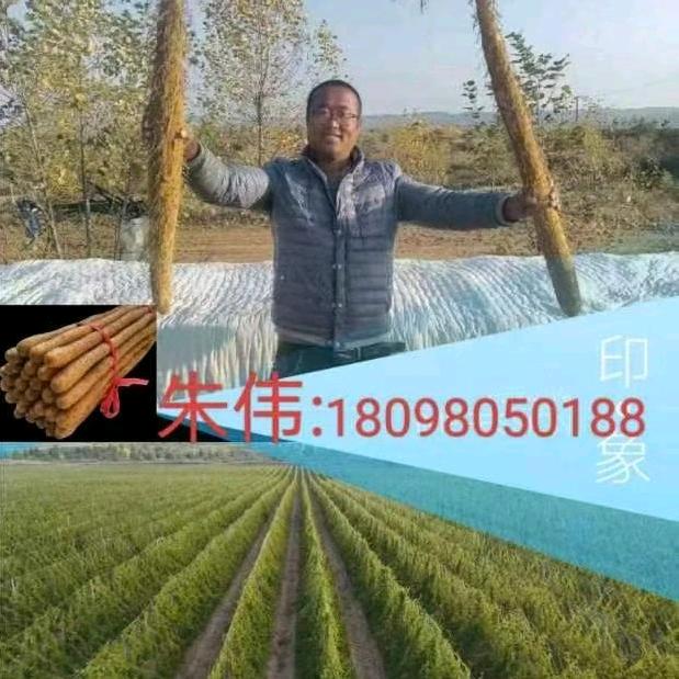 朱伟  榆林山药  代收  代发