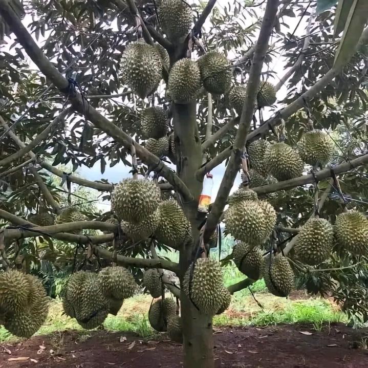 張記苗圃