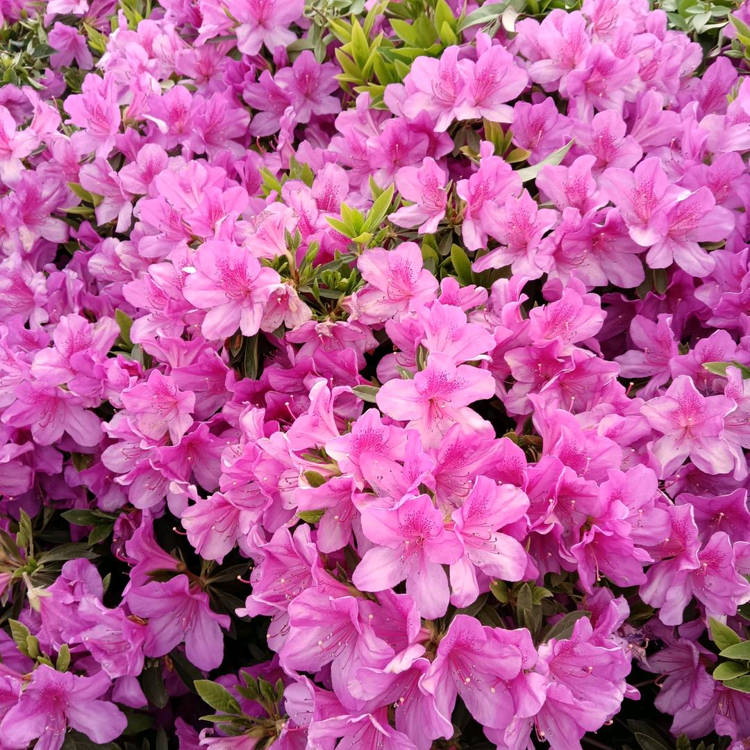 以和为贵，阿英