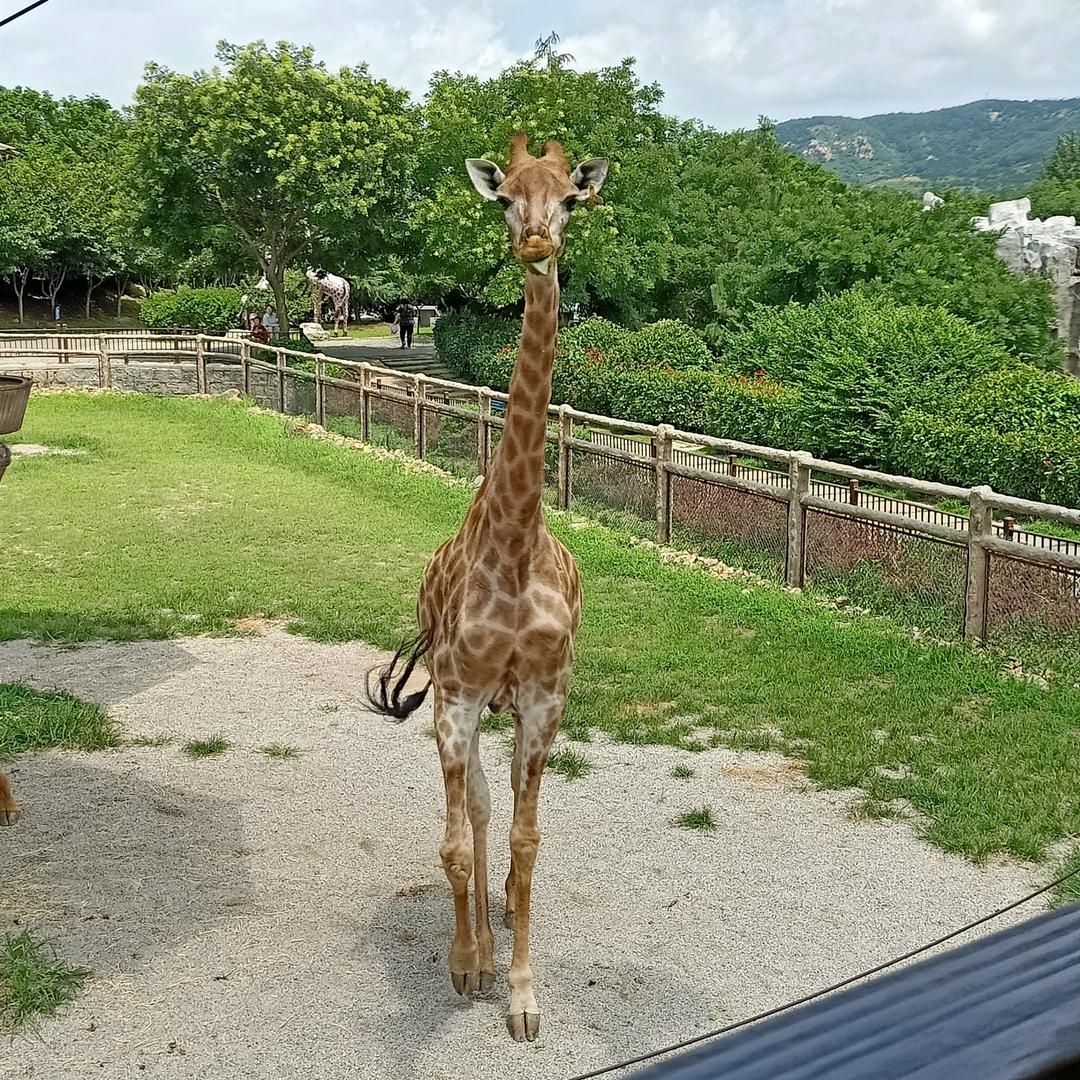 莉香满园