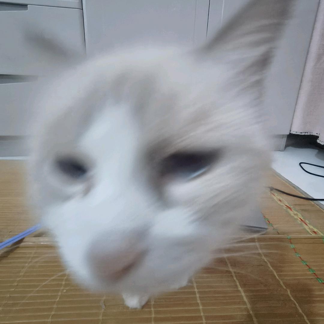 古月·