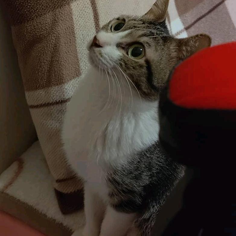 歪比巴噜