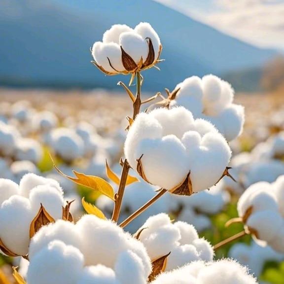 步屿新疆棉袜厂