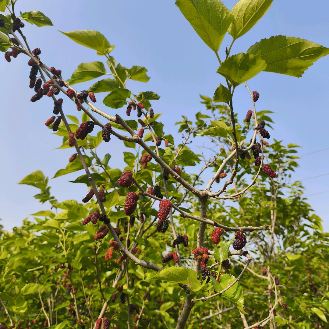 珍珠沫