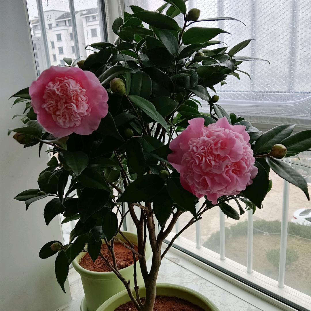 范范《首播筹备中》