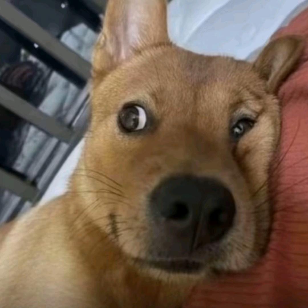 超级无敌宇宙霹雳暴龙兽