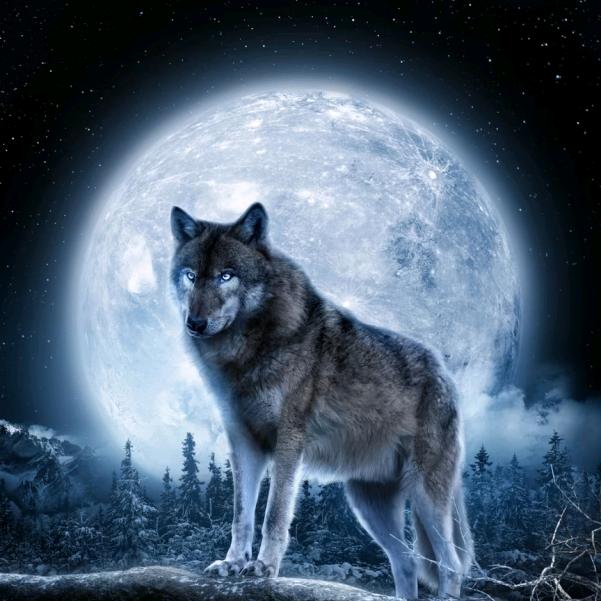 狼🐺