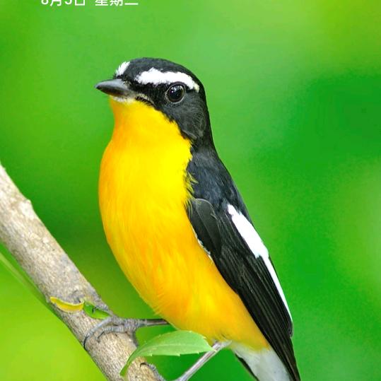 为你着迷