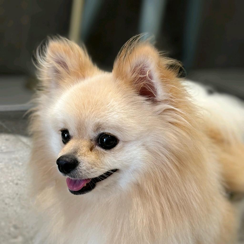 汉寿萌宠生活馆【萌宠繁殖基地】