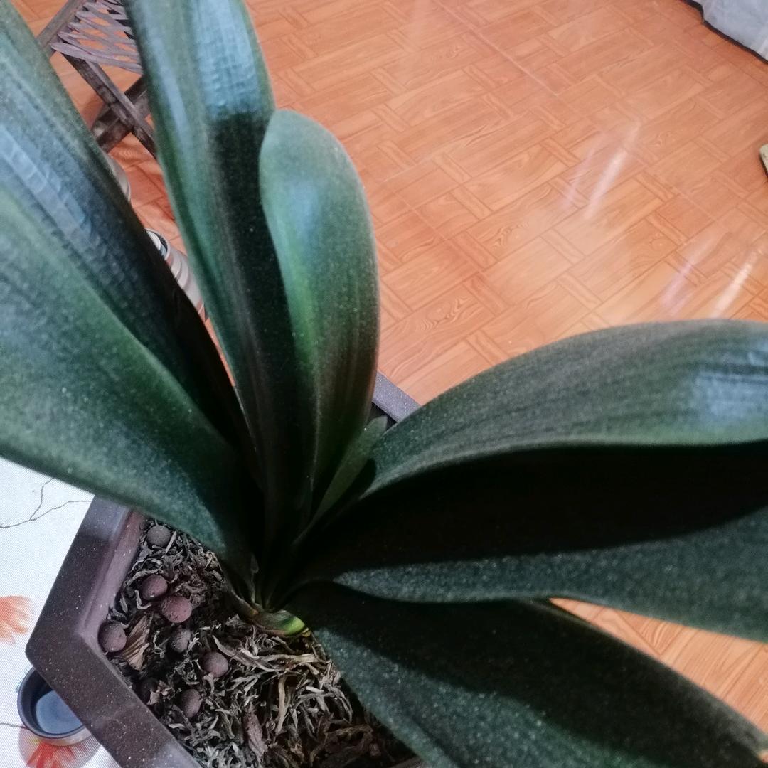 远航