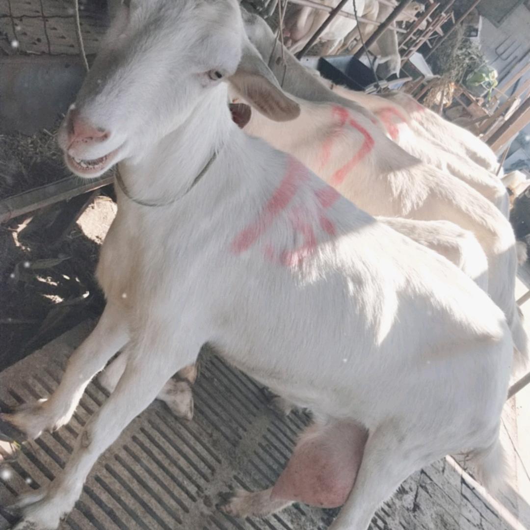 萨能奶山羊养殖厂♥常年岀信