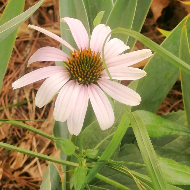 夏末🎤（首播筹备中）