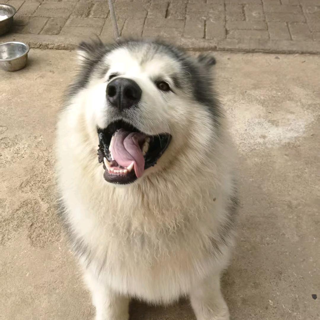 狗汤圆