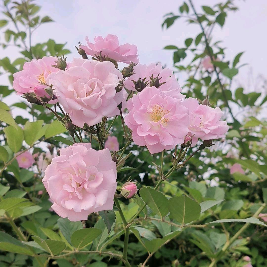 芹妹吖