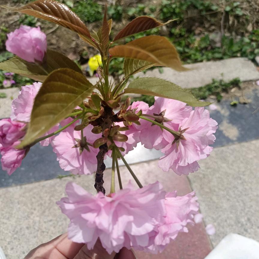 小杨妈🎤(1)❤️