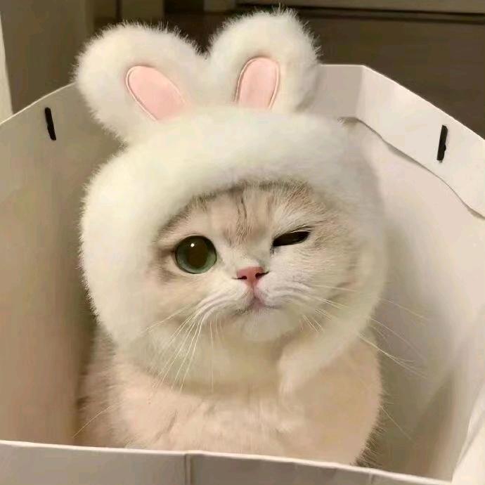 两只luobo