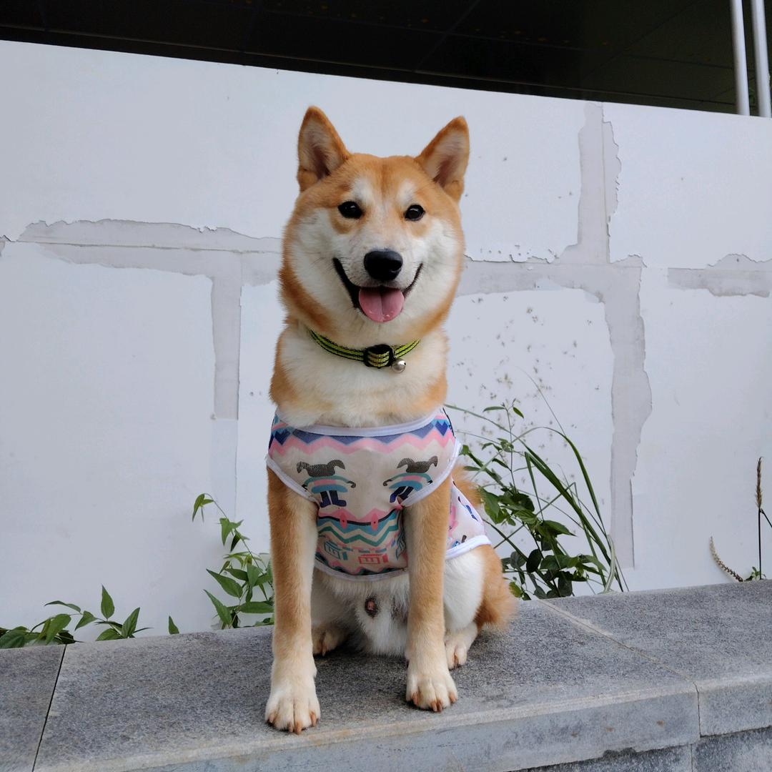 柿柿如意