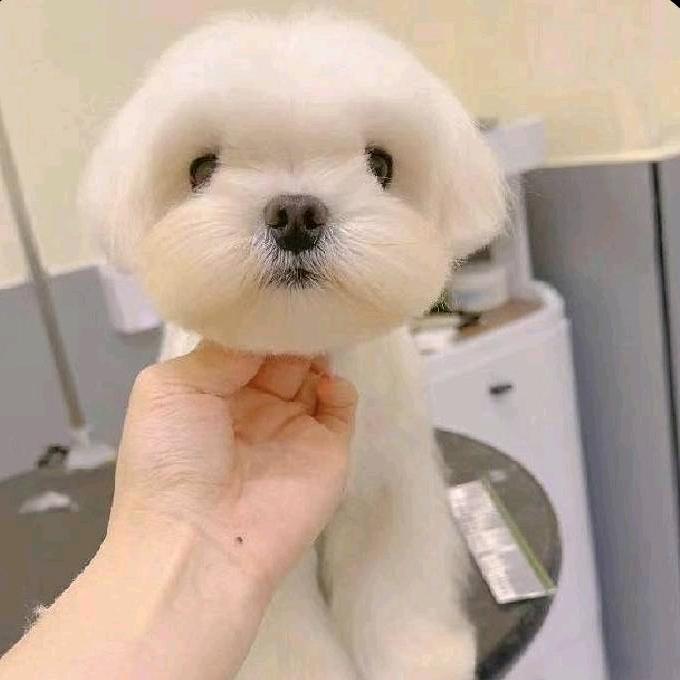 春艳姐