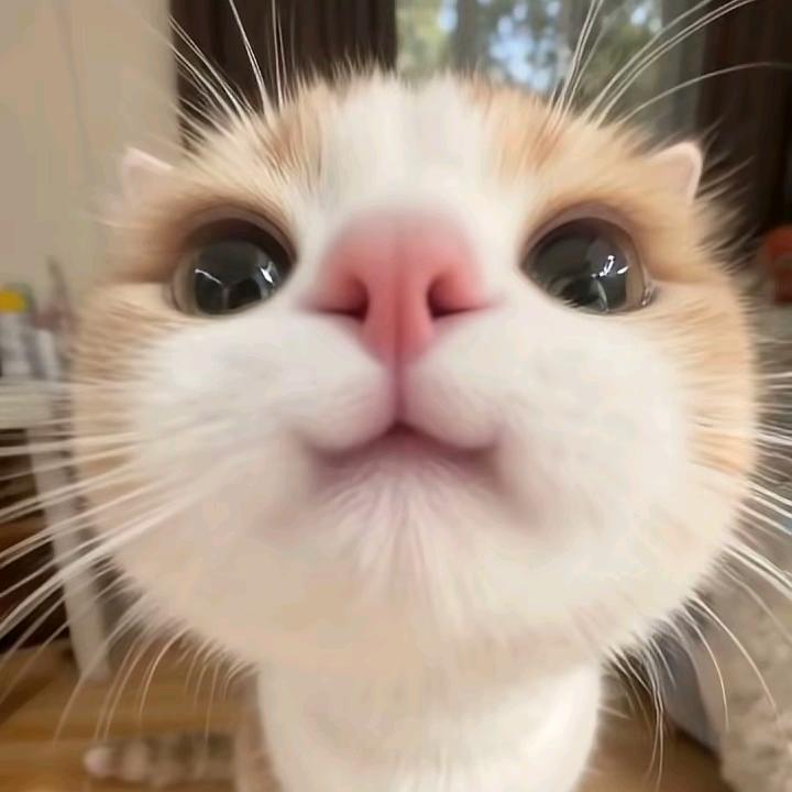 🐰团团