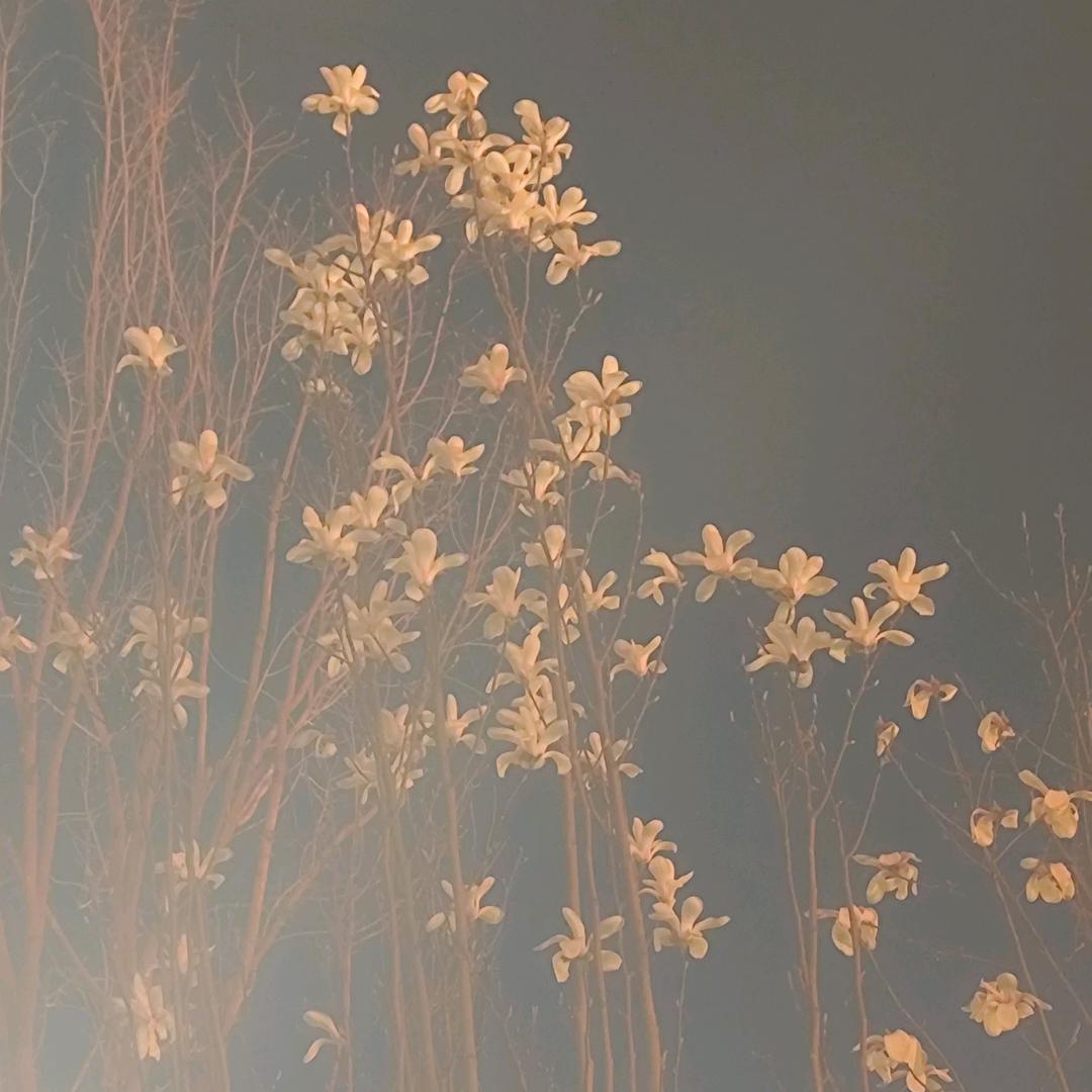 虞夕